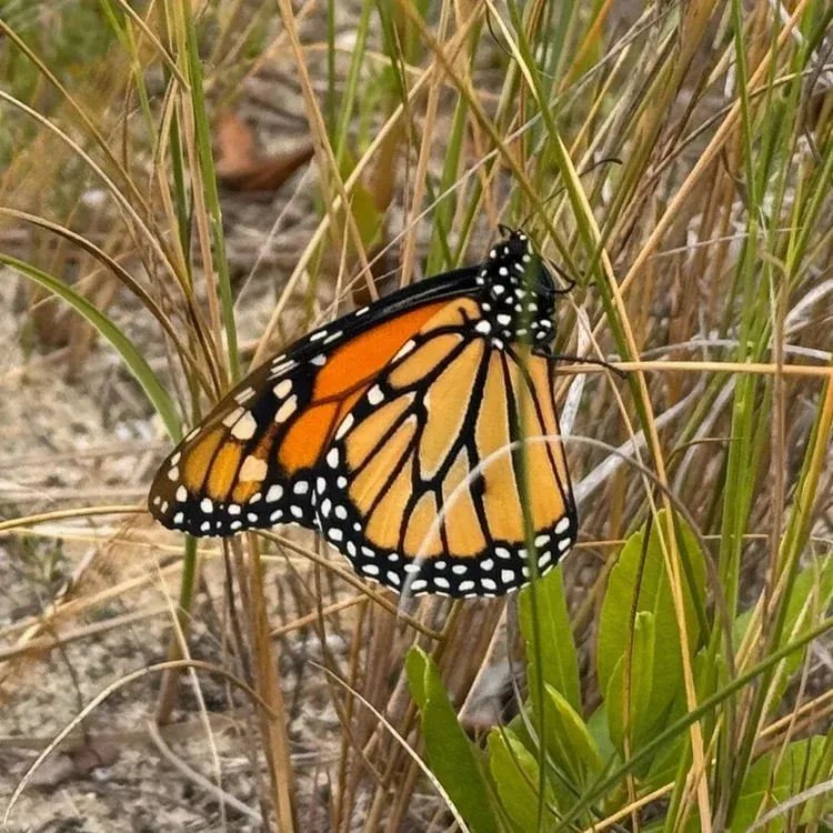 Butterflies for the Bays thumbnail