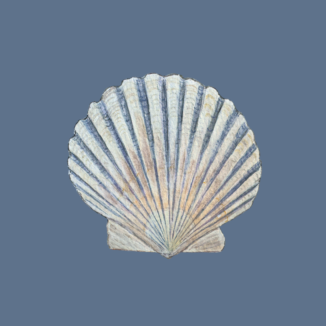 Support Bay Scallop Restoration thumbnail