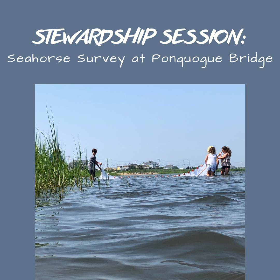 5/29: Stewardship Session: Seahorse Survey at Ponquogue thumbnail