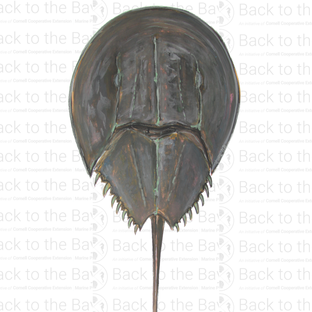 May Species of the Month thumbnail