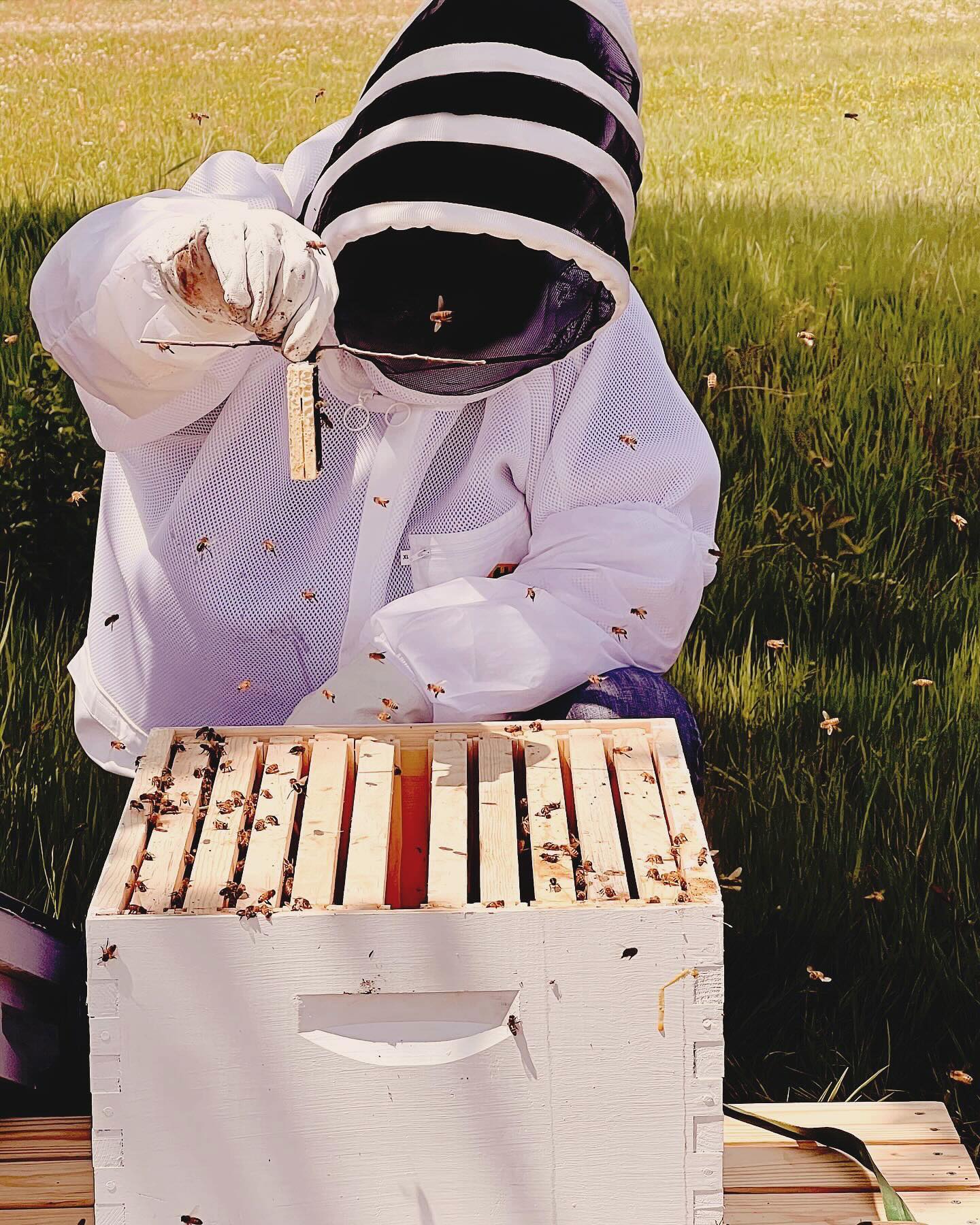 Hives begin with a package of about 3,000 bees shipped through the post office. (Talk about “handling with care”.) Those
