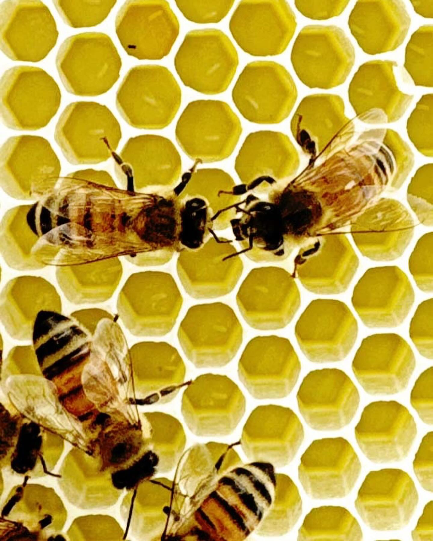 Bee babies! The tiny grains of rice in each cell of the honey comb are fertilized eggs laid by the queen. The queen lays
