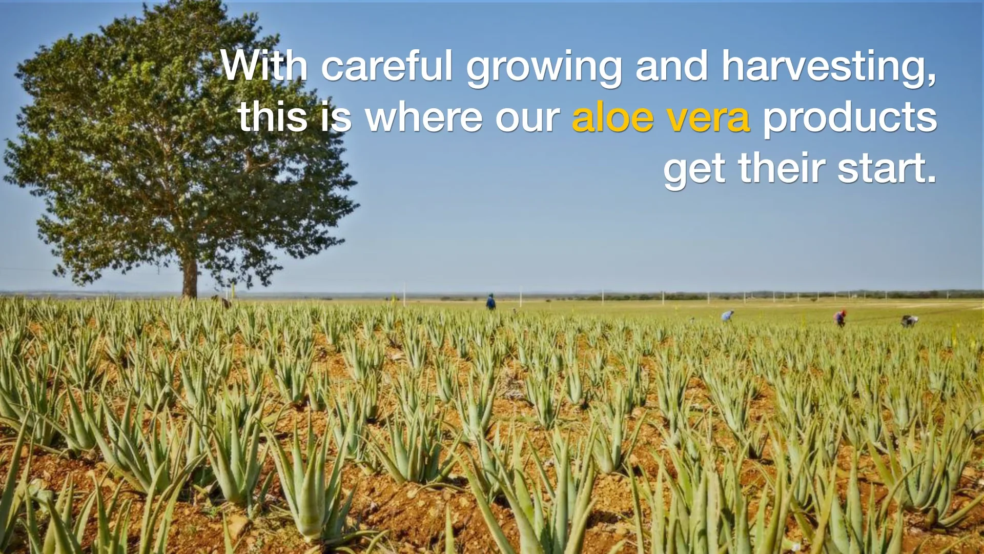 Where it Begins thumbnail