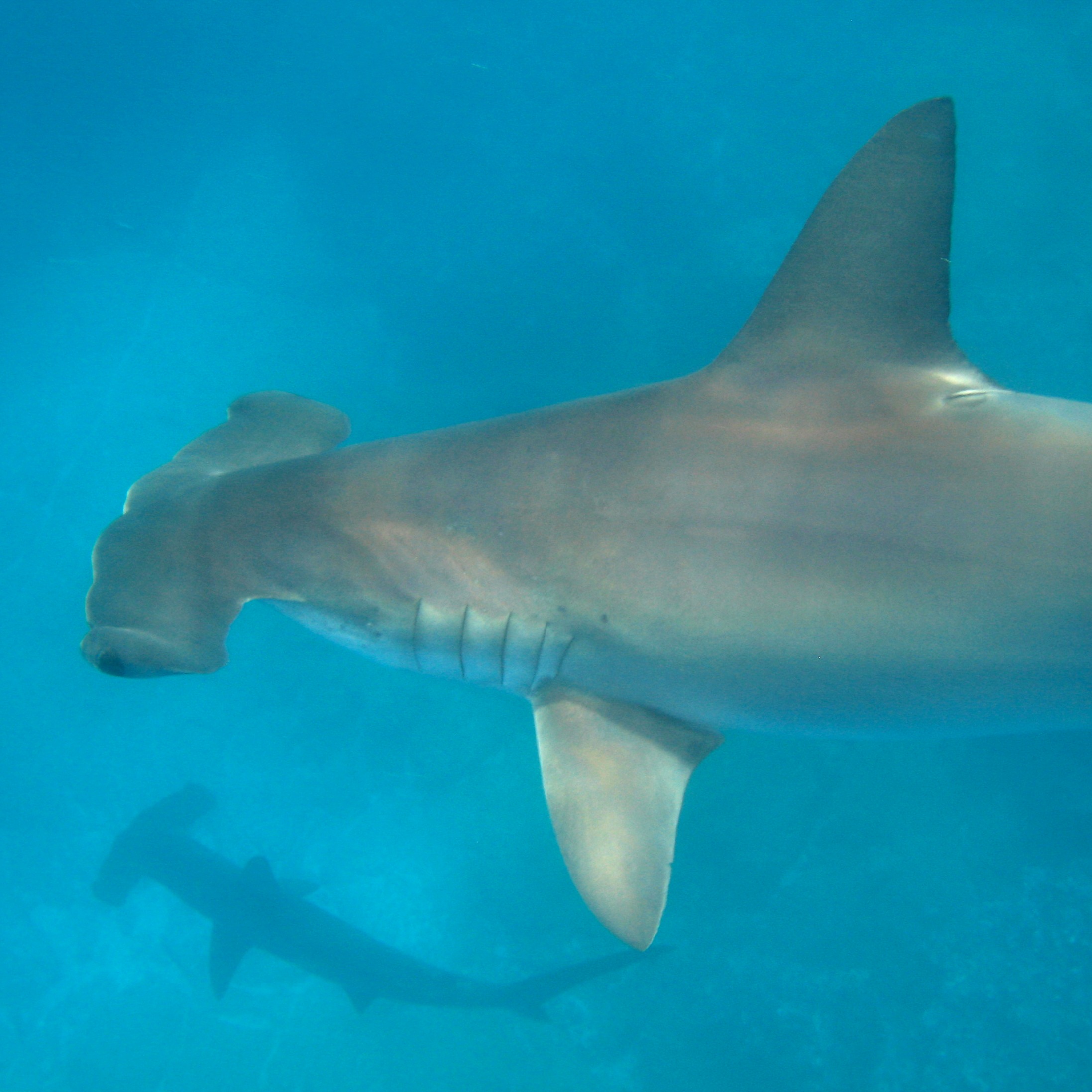 DONATE TODAY thumbnail