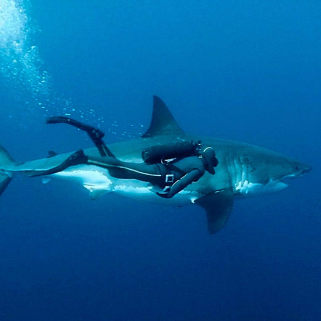 Shark Conservation thumbnail