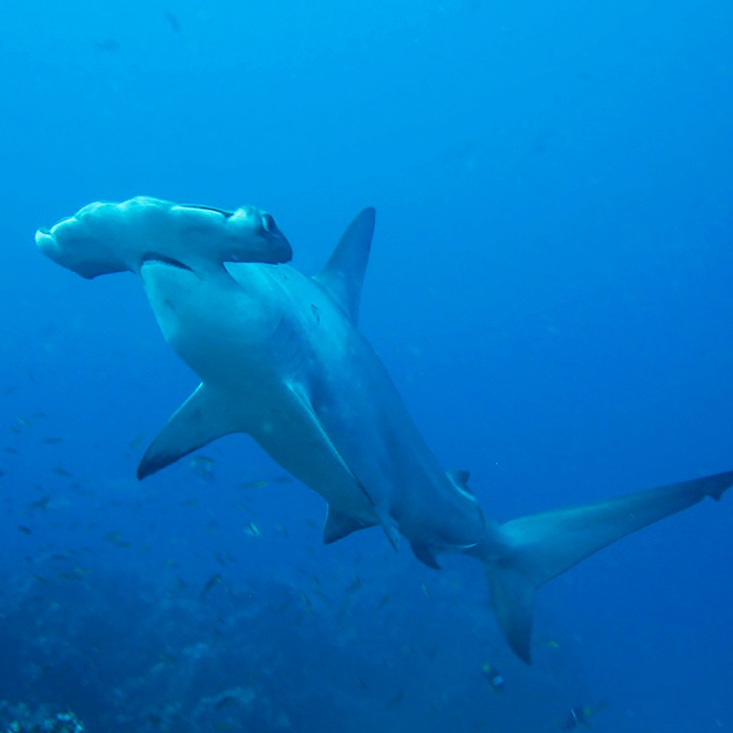 Shortfalls in the protection of ISRAs thumbnail