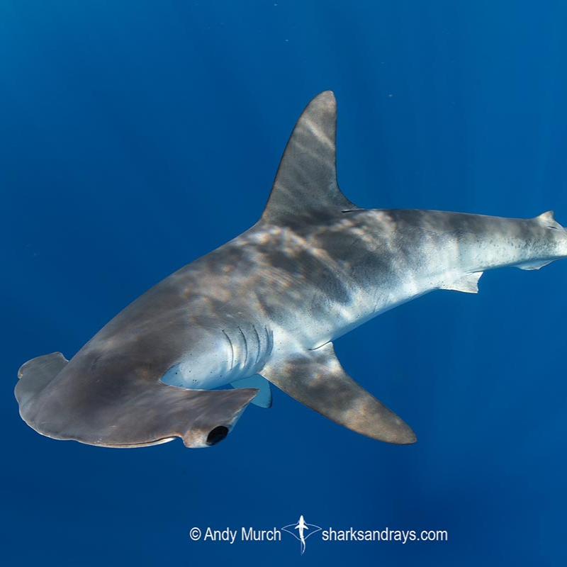 Trophic ecology of juvenile smooth hammerhead shark thumbnail