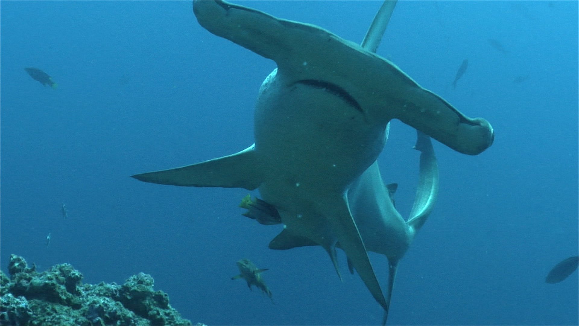 Documentary Sharks of the Sea of Cortés thumbnail