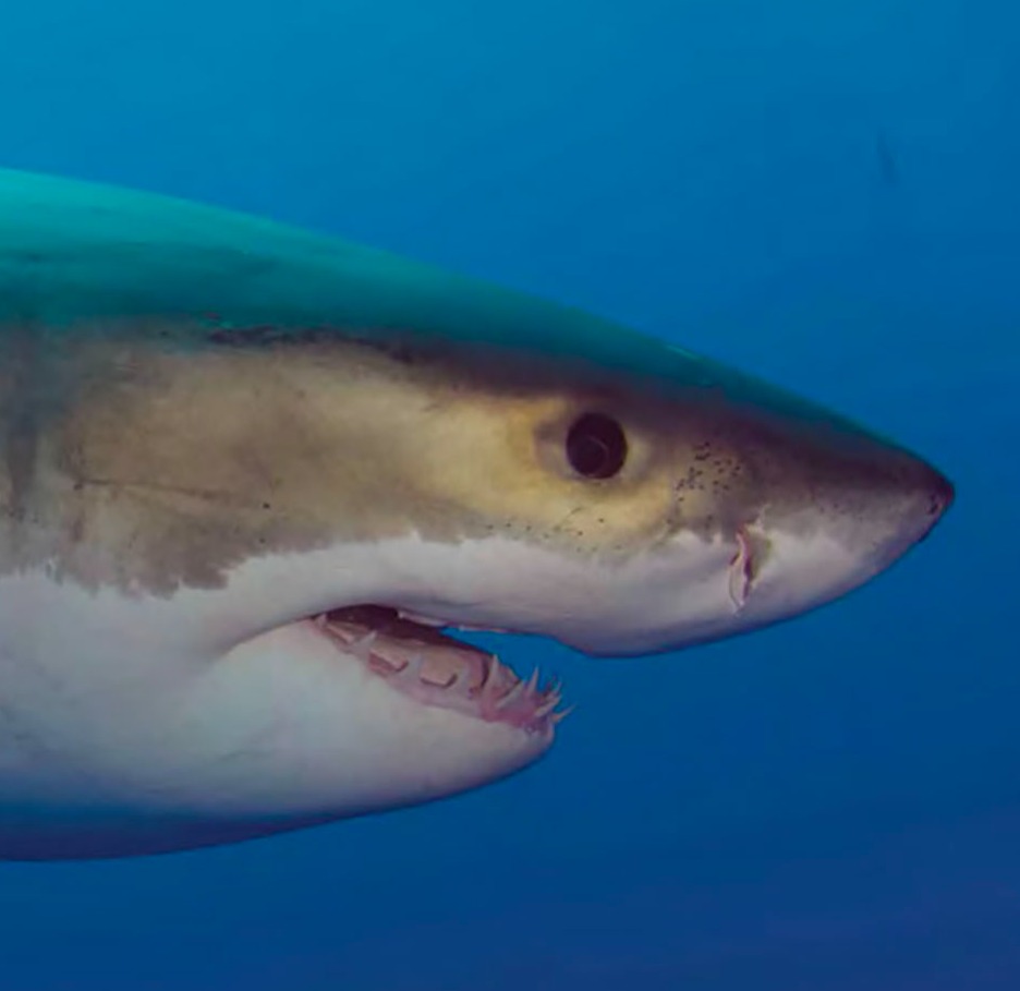 Book El gran tiburón blanco thumbnail