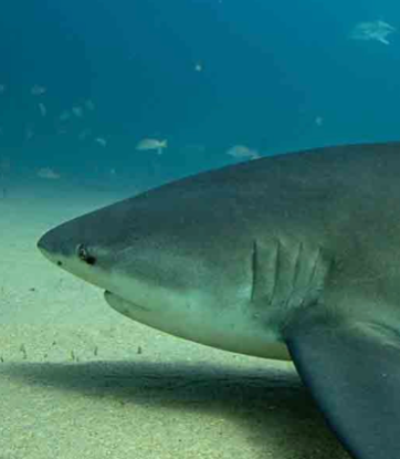 Adopt a Shark thumbnail