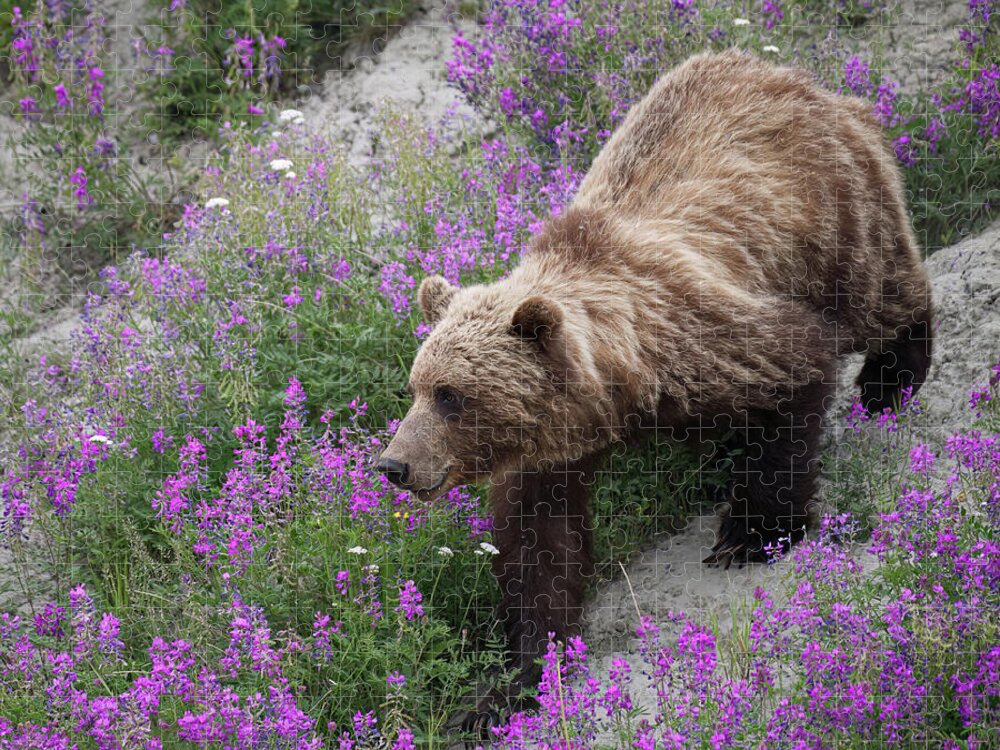 Jigsaw Puzzles - Great Christmas Gifts! thumbnail