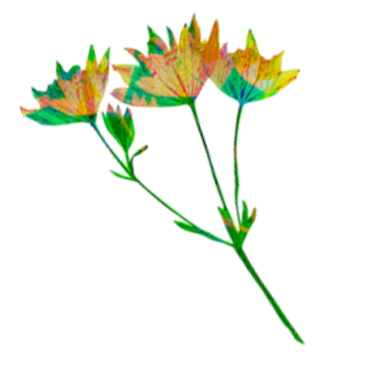 Book a Discovery Call  thumbnail