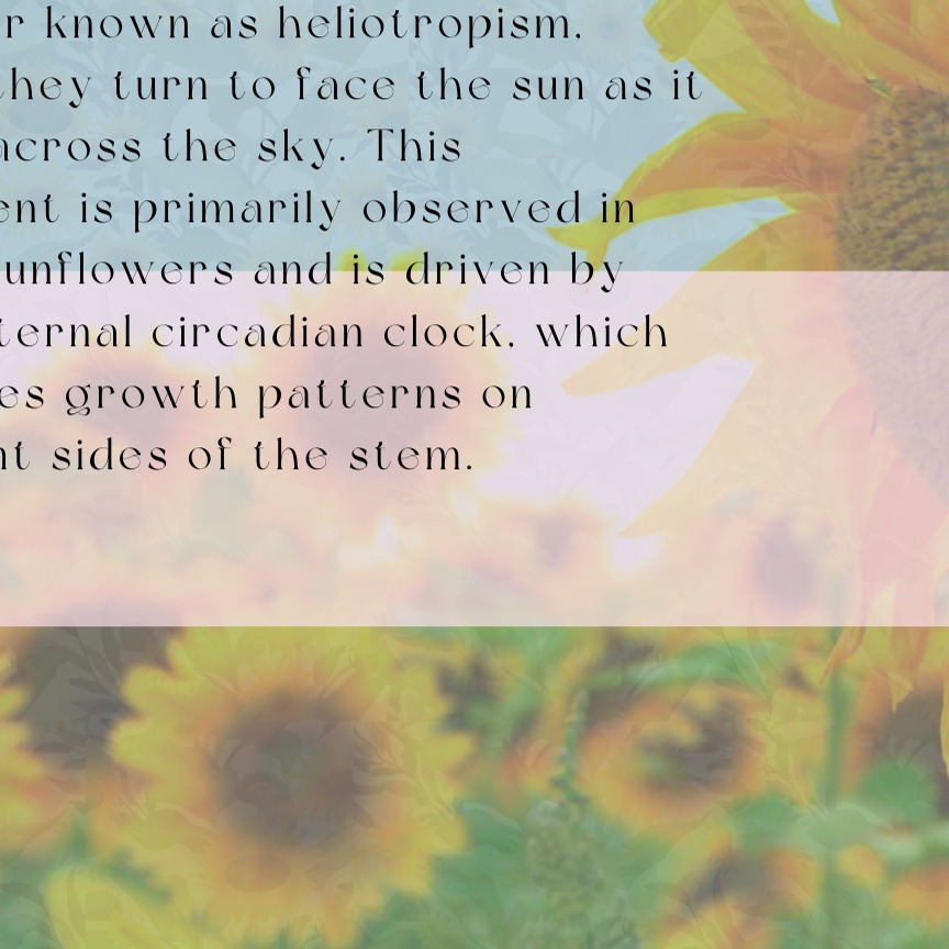 What is Sunflowering? - Ep.1 Discovering the beauty of sunflowers at flower festivals thumbnail