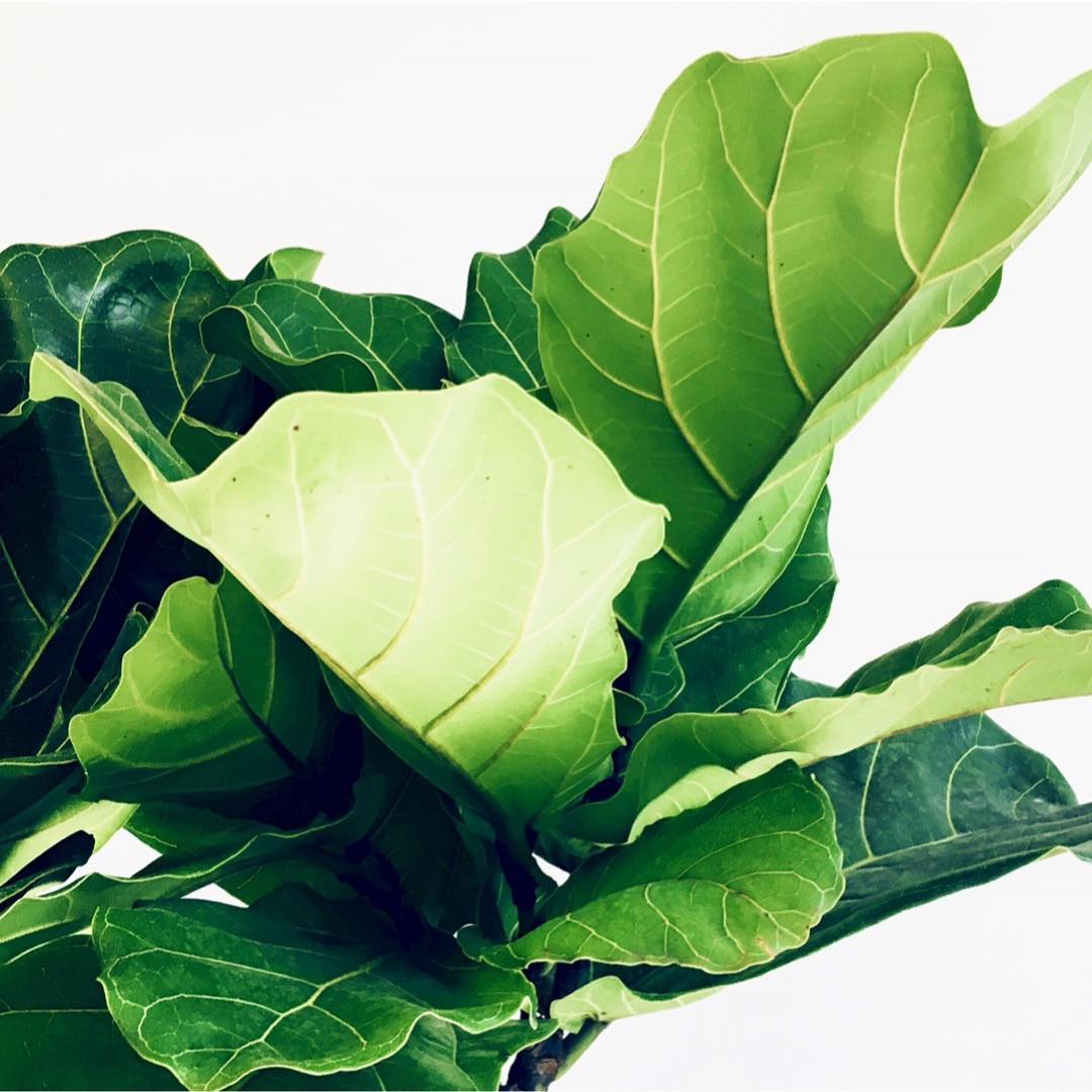 Maple in the County. Paradise in the Parlour. 🌿🍁🌿
.
This fiddle leaf was the first one to come through the Wellington sh