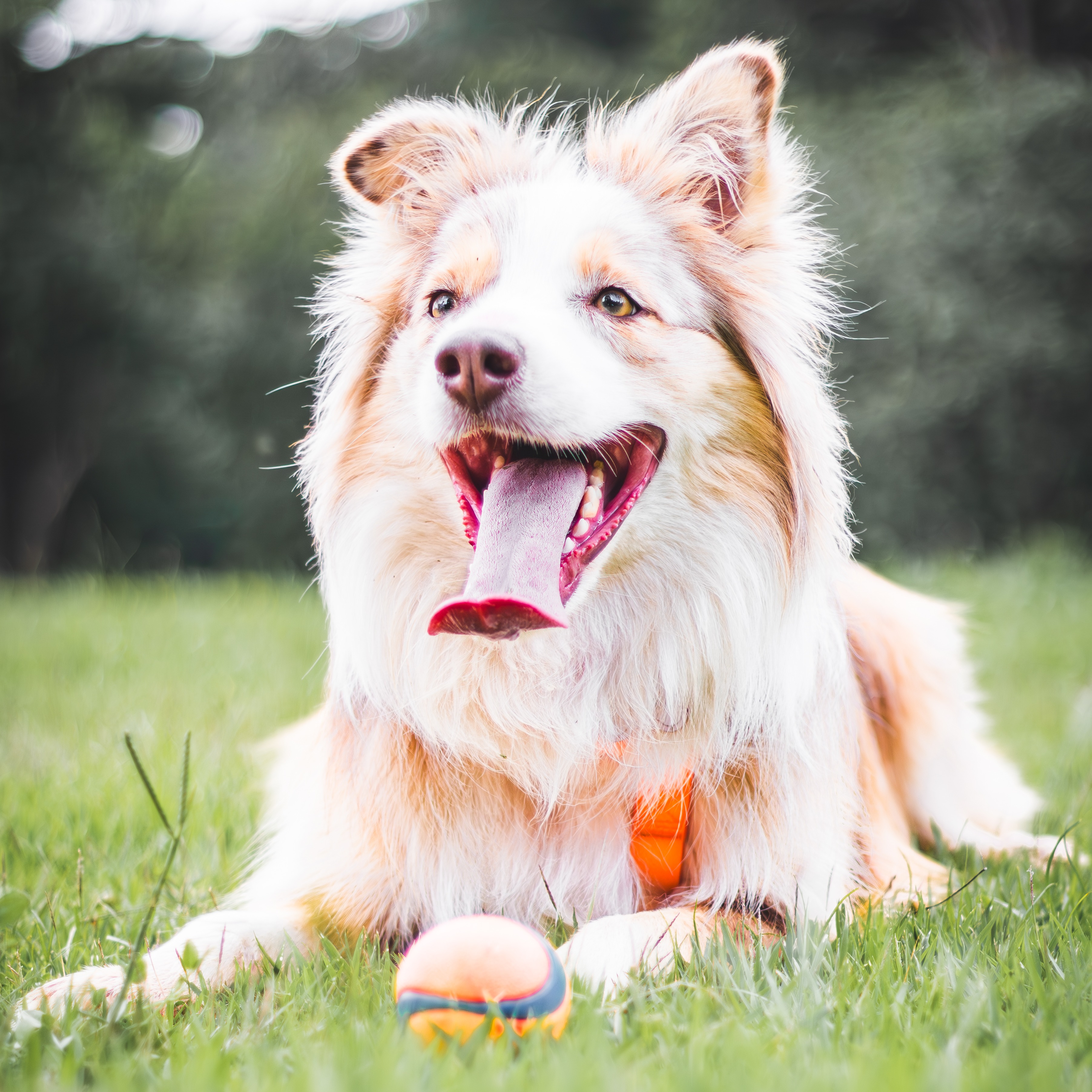 Pet Model Brasil - Velma thumbnail