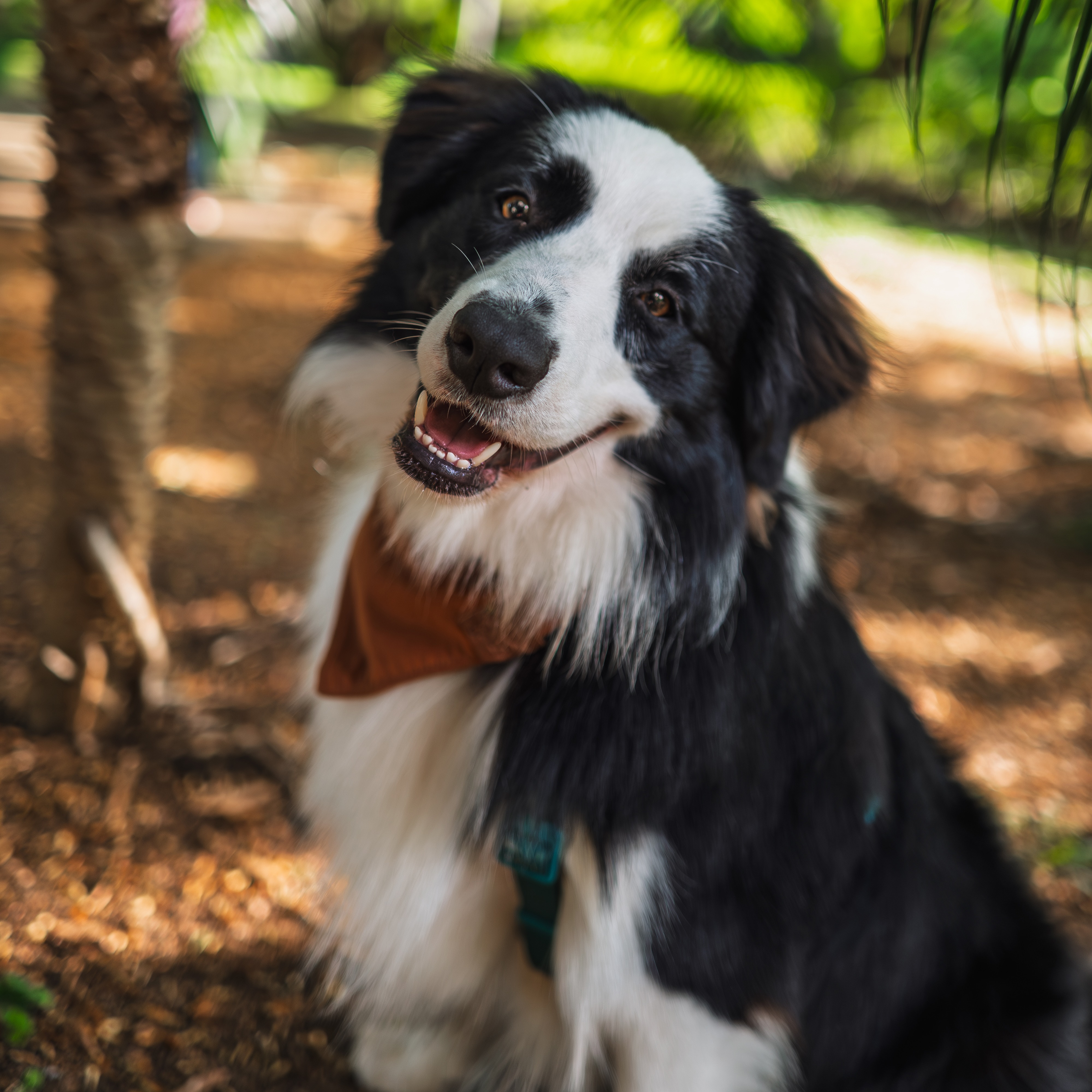 Pet Model Brasil - Charlie thumbnail