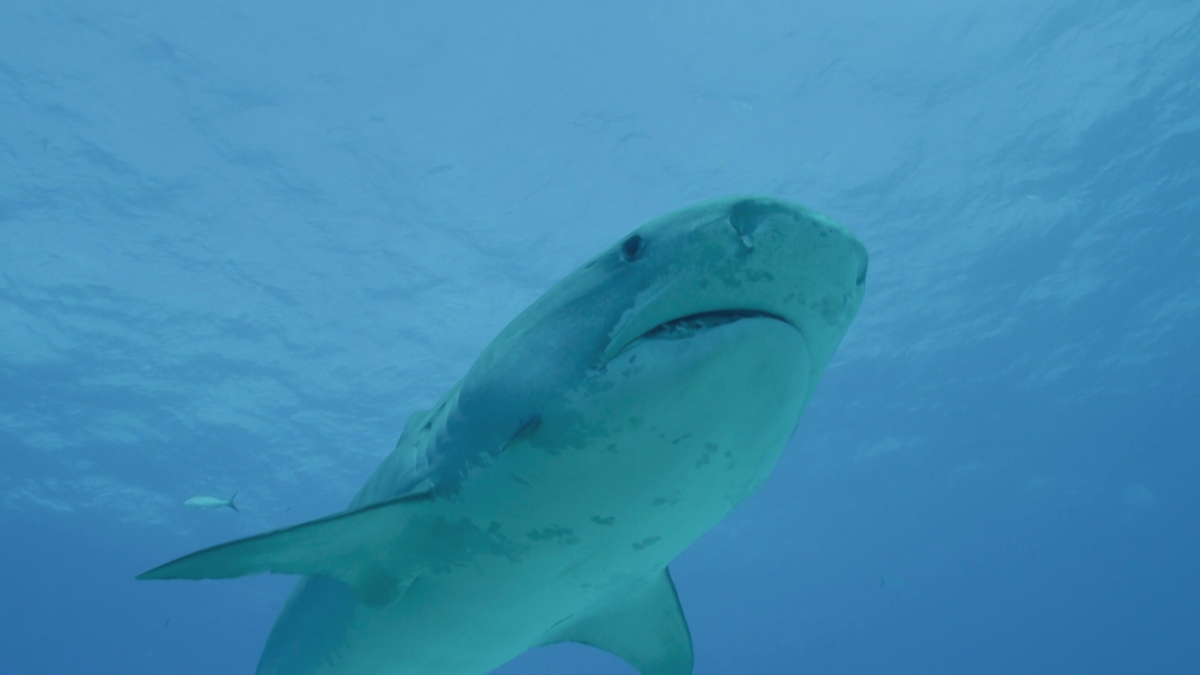 Watch me on - Extraordinary World With Jeff Corwin Season 1 Episode 12: Every Heart Matters thumbnail