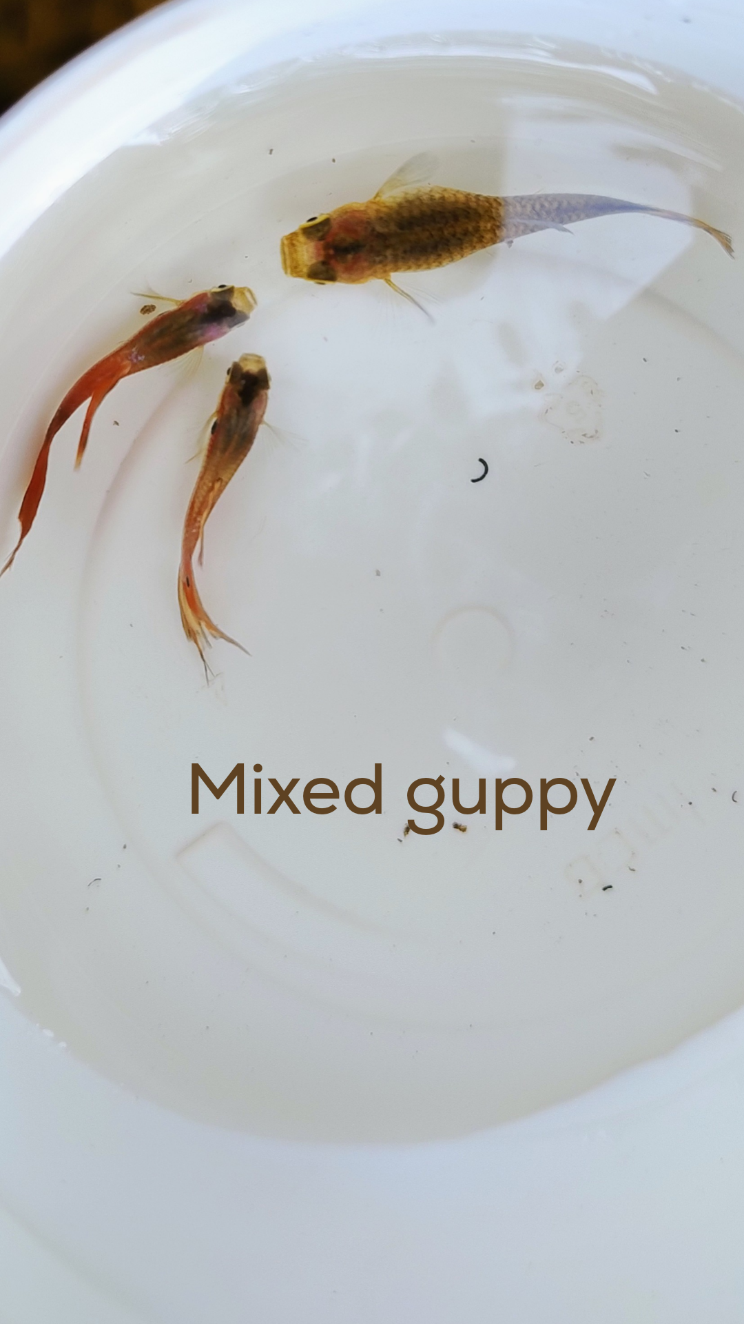 Mixed guppy  thumbnail