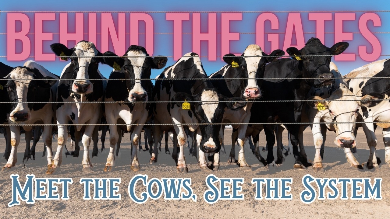 What the Milk Industry Doesn’t Show You (We Did) thumbnail
