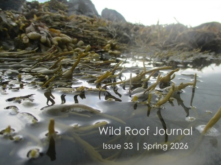 Orange Tree thumbnail