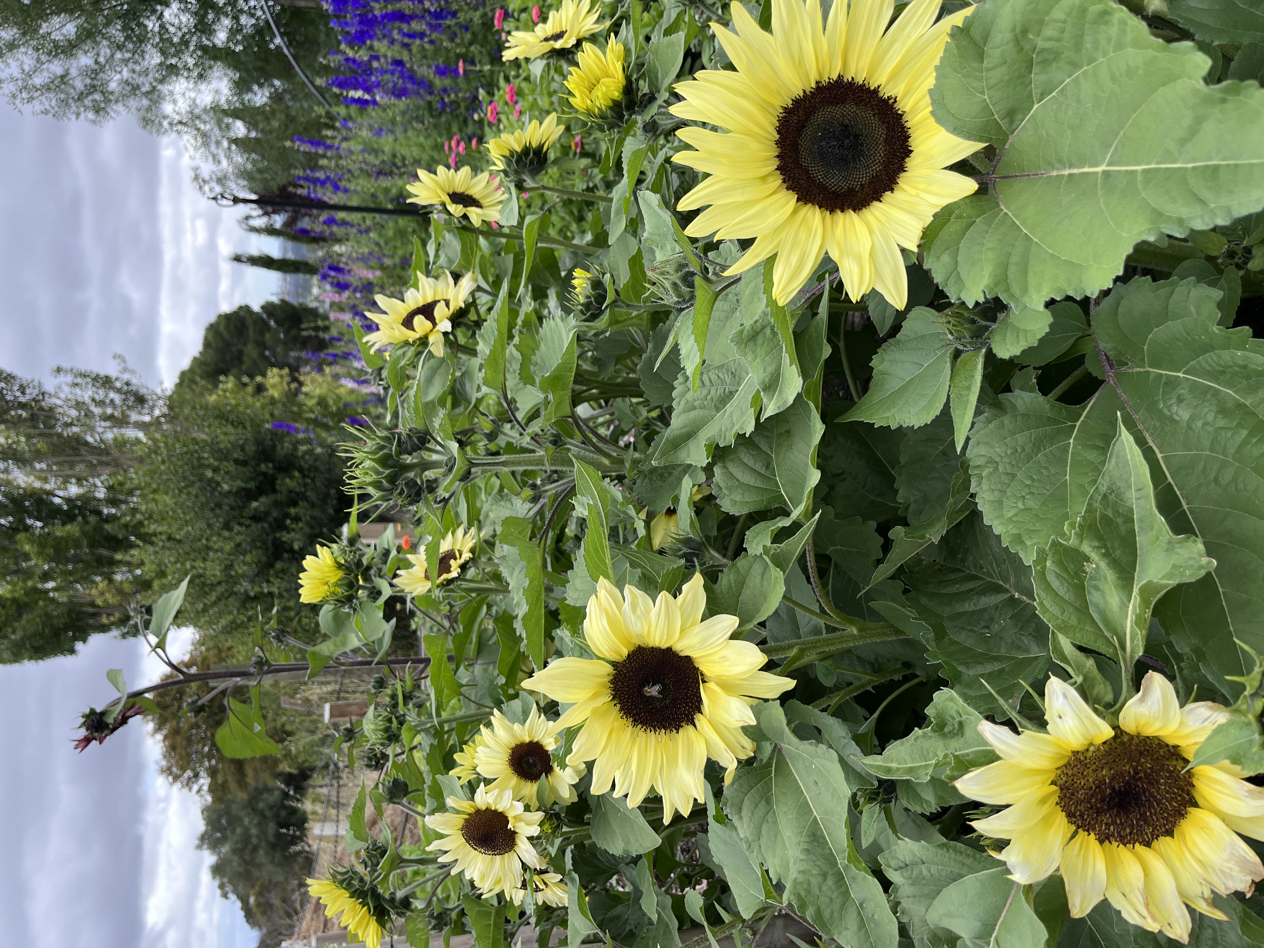 BUY - SEASONAL FLOWER BUCKETS thumbnail