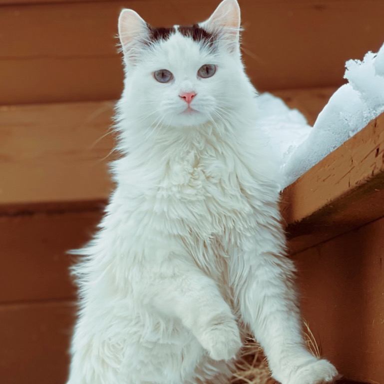 Phoenix 🐦‍🔥  thumbnail