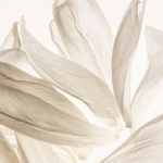 NUESTRA WEB  thumbnail