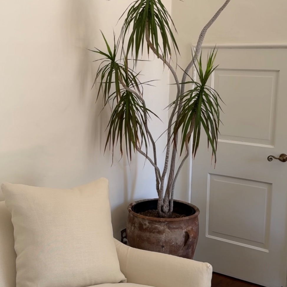 Plant Care thumbnail
