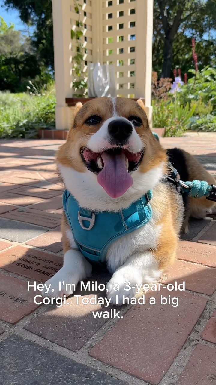 My Sunday Vibes☀️ 

—-
I’m Milo, the adventurous Corgi from Silicon Valley! 🐶
Dive into my Instagram to catch the best m