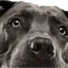 K9-Rx: Premium Dog Nutrition! thumbnail