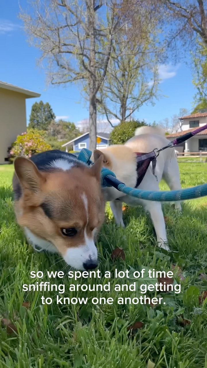 My neighbor ❤️

—-
I’m Milo, the adventurous Corgi from Silicon Valley! 🐶
Dive into my Instagram to catch the best momen