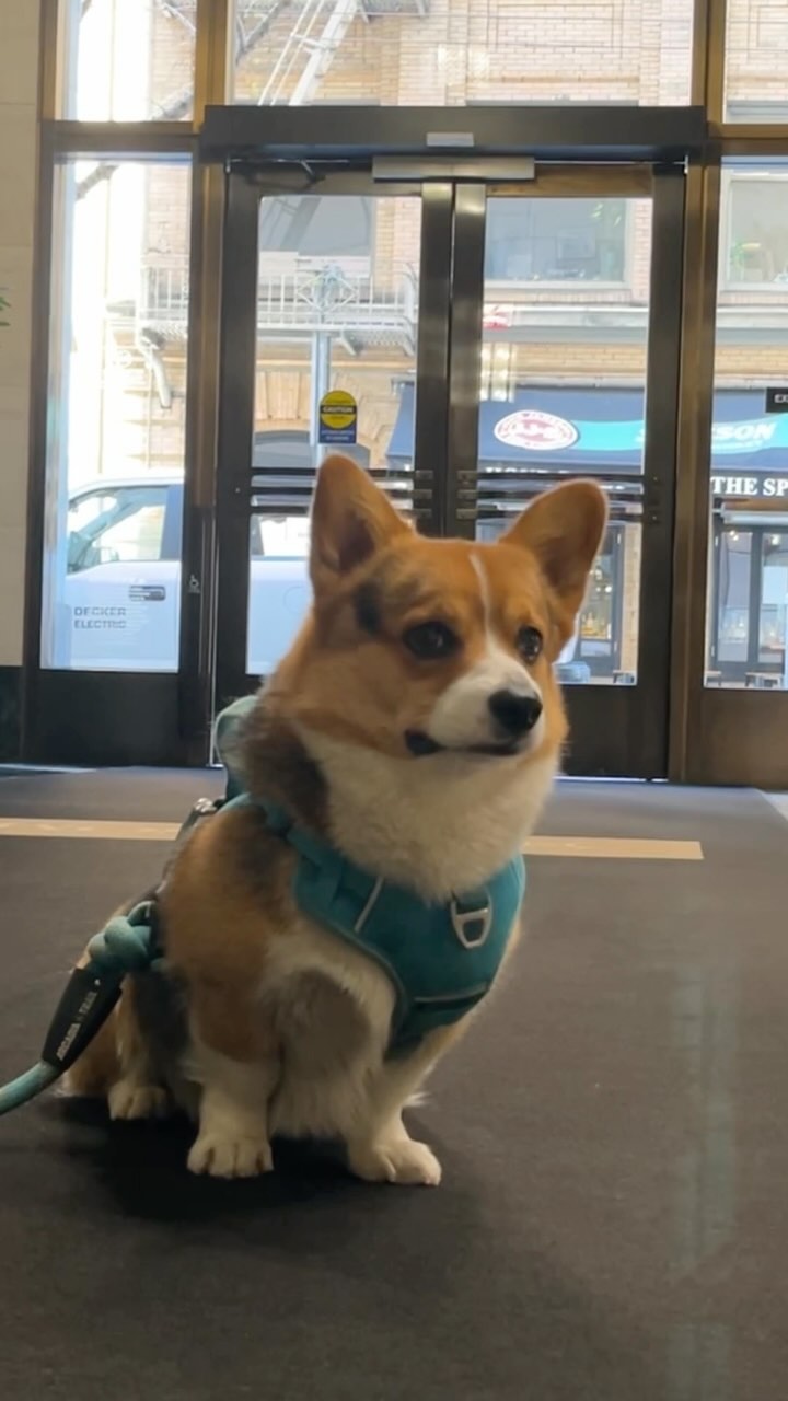 Counting the Minutes🕰️

—-
I’m Milo, the adventurous Corgi from Silicon Valley! 🐶
Dive into my Instagram to catch the be