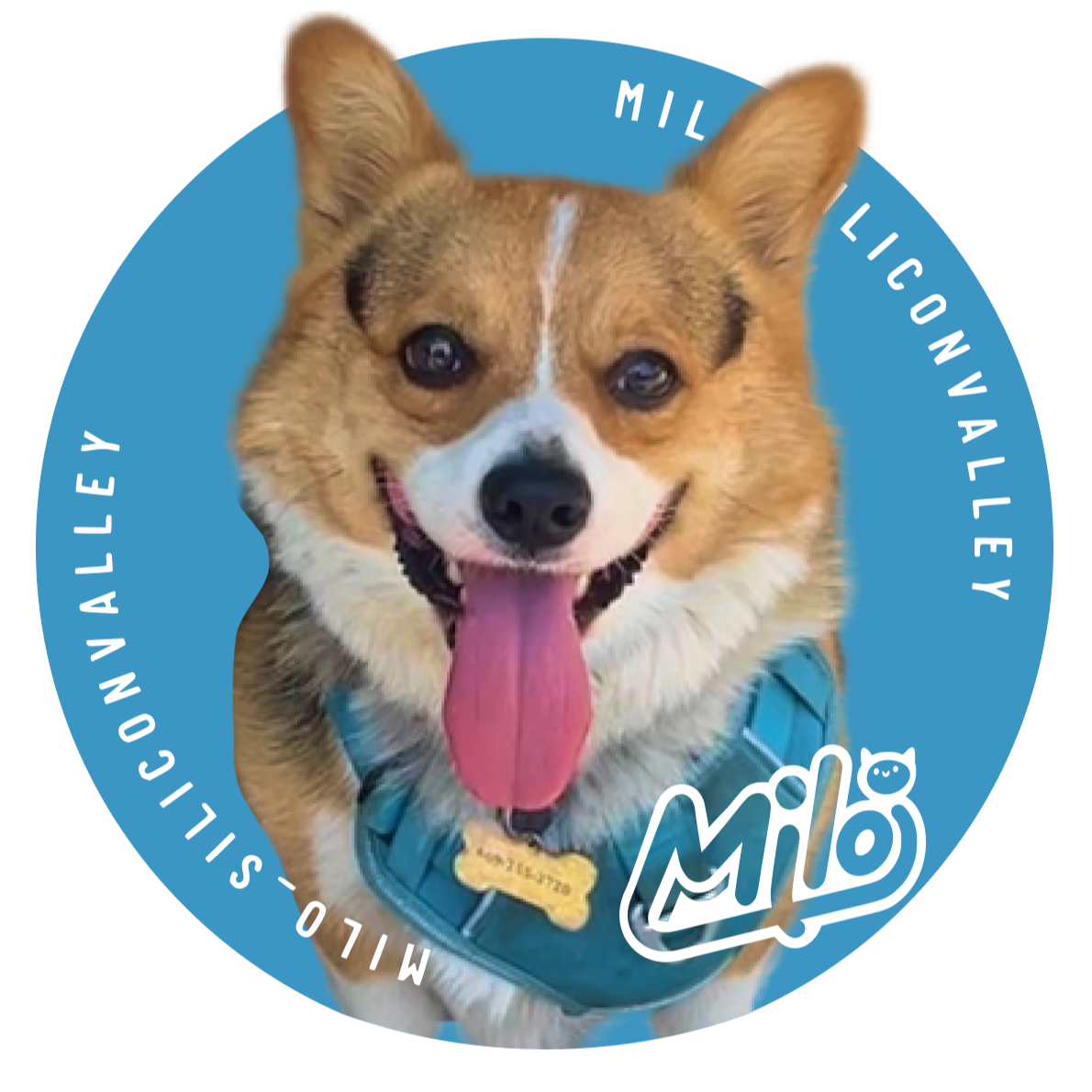 Milo’s UGC Portfolio | Professional Pet Brand Collaborations 🎬 thumbnail