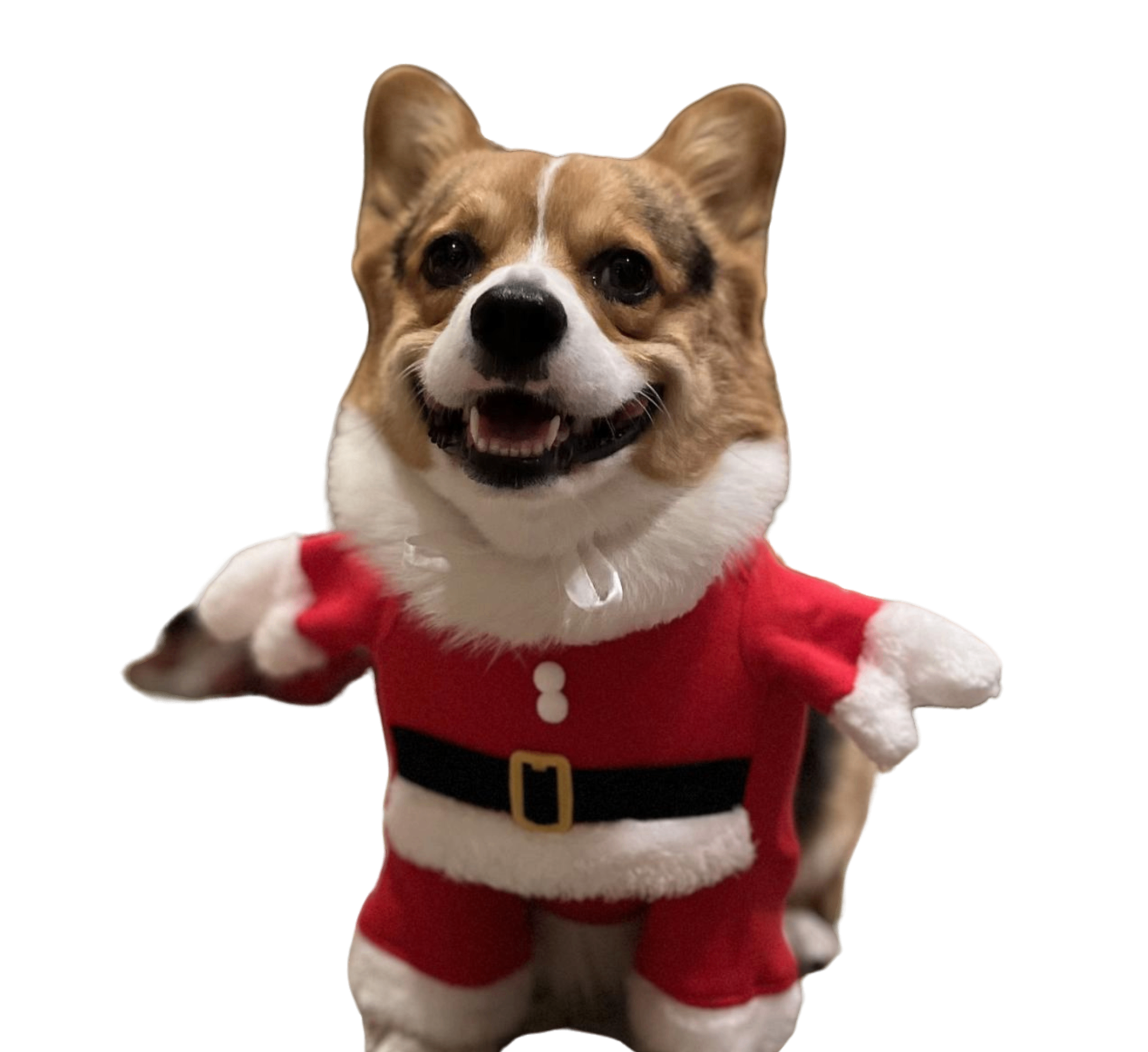Get a Free Holiday Card from Milo! 🐶🎁🎄❤️ thumbnail