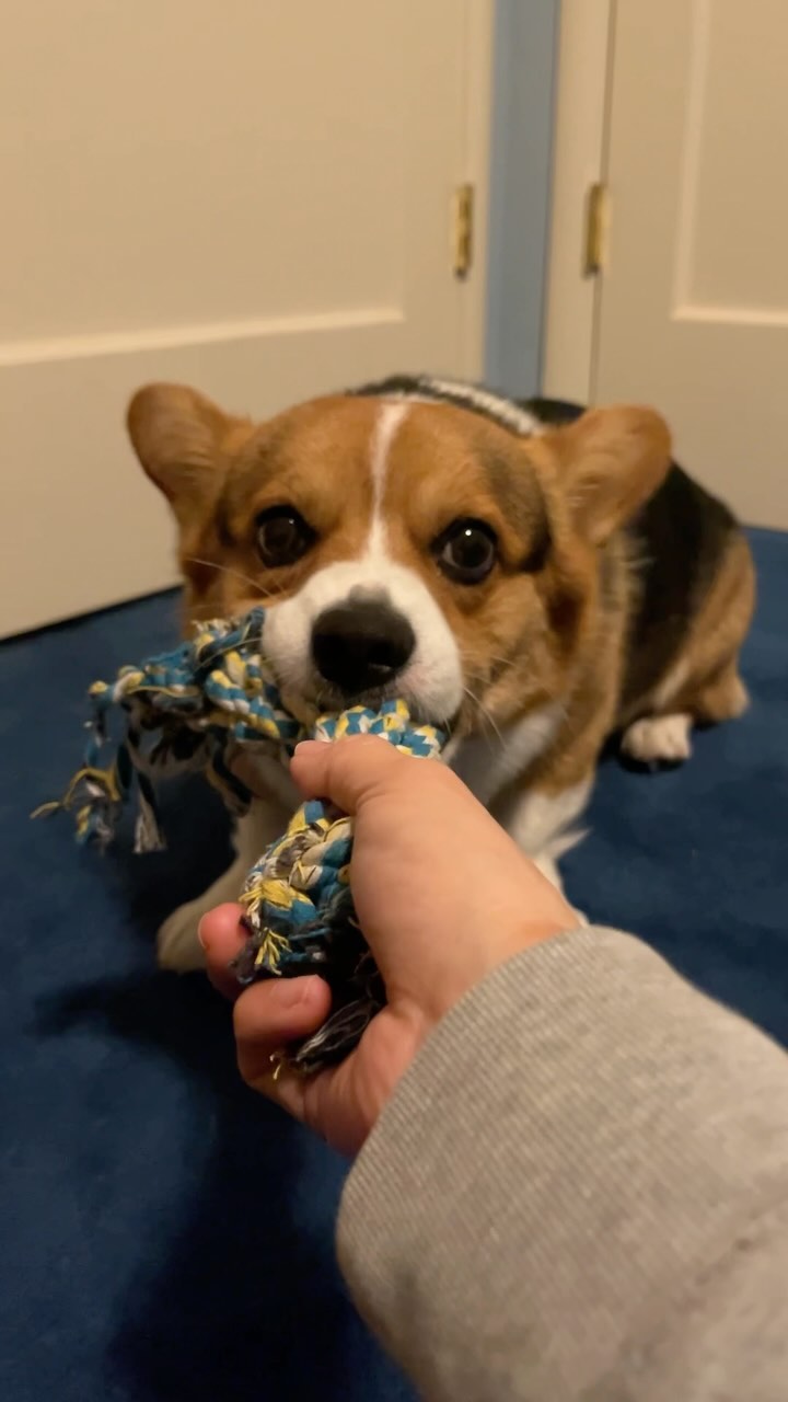 Nope, Not Sharing! 

—-
I’m Milo, the adventurous Corgi from Silicon Valley! 🐶
Dive into my Instagram to catch the best 