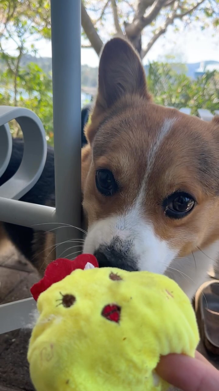 The Best Part of Staying at the Hotel🌸

—-
I’m Milo, the adventurous Corgi from Silicon Valley! 🐶
Dive into my Instagram