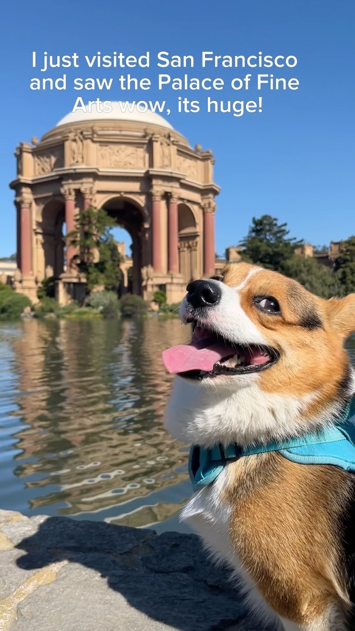 It was the perfect day out!

—-
I’m Milo, the adventurous Corgi from Silicon Valley! 🐶
Dive into my Instagram to catch t