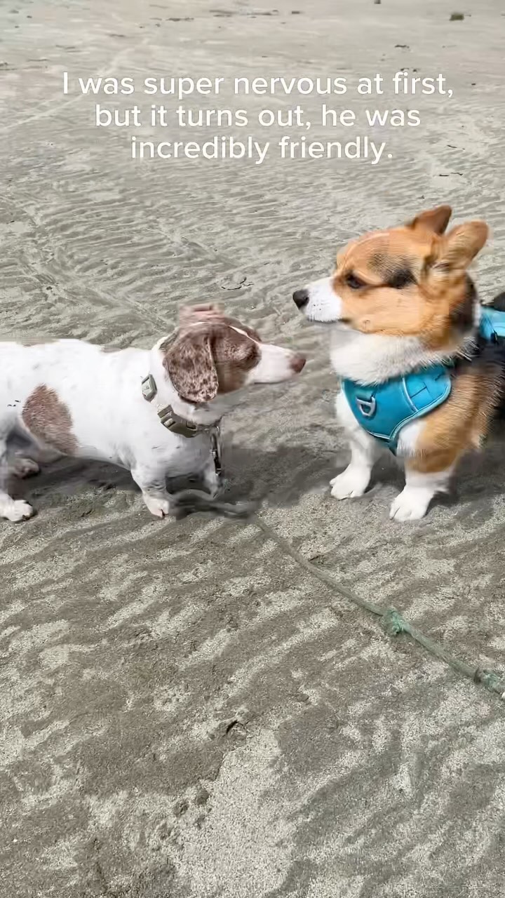 Milo’s Beach Play date🌊

—-
I’m Milo, the adventurous Corgi from Silicon Valley! 🐶
Dive into my Instagram to catch the b