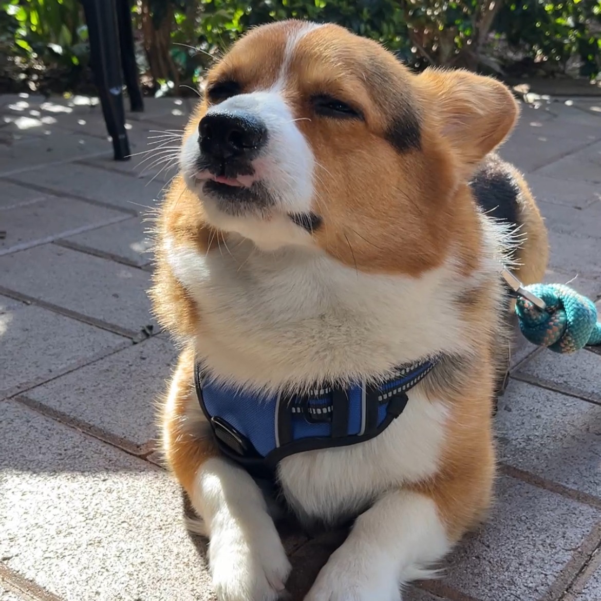 My Rabbitgoo Dog Harness thumbnail