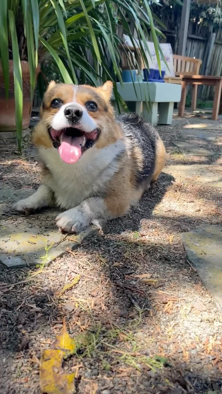 Milo Against the Bath 🛀 

—-
I’m Milo, the adventurous Corgi from Silicon Valley! 🐶
Dive into my Instagram to catch the 