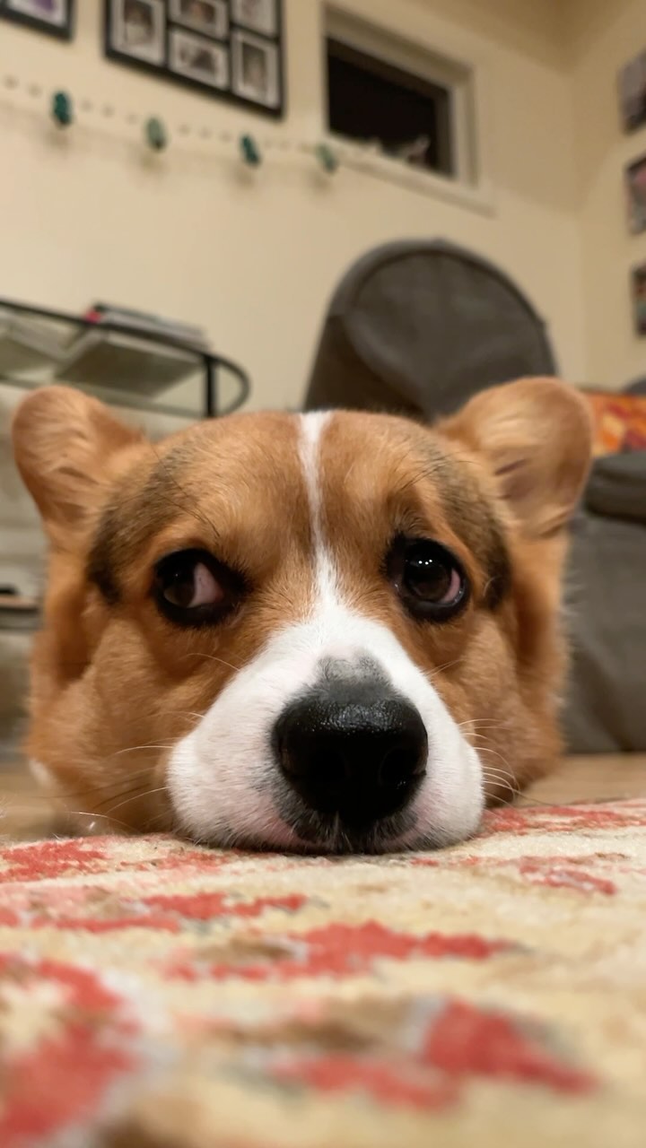 Milo the Happy Little Dumpling🥟

—-
I’m Milo, the adventurous Corgi from Silicon Valley! 🐶
Dive into my Instagram to cat