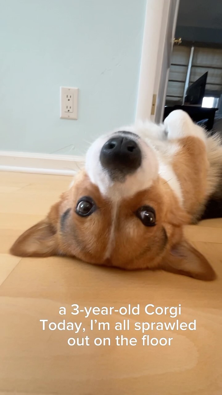 Ready, Set, Rub

—-
I’m Milo, the adventurous Corgi from Silicon Valley! 🐶
Dive into my Instagram to catch the best mome