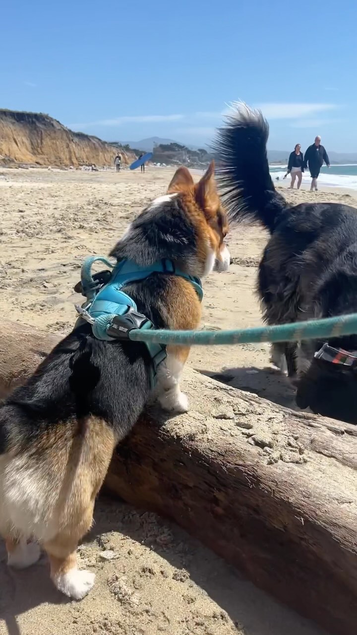 Milo’s Beach Encounters⛱️☀️✨

—-
I’m Milo, the adventurous Corgi from Silicon Valley! 🐶
Dive into my Instagram to catch 