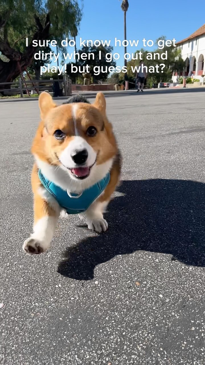 Always remember to clean up!🧼

—-
I’m Milo, the adventurous Corgi from Silicon Valley! 🐶
Dive into my Instagram to catch