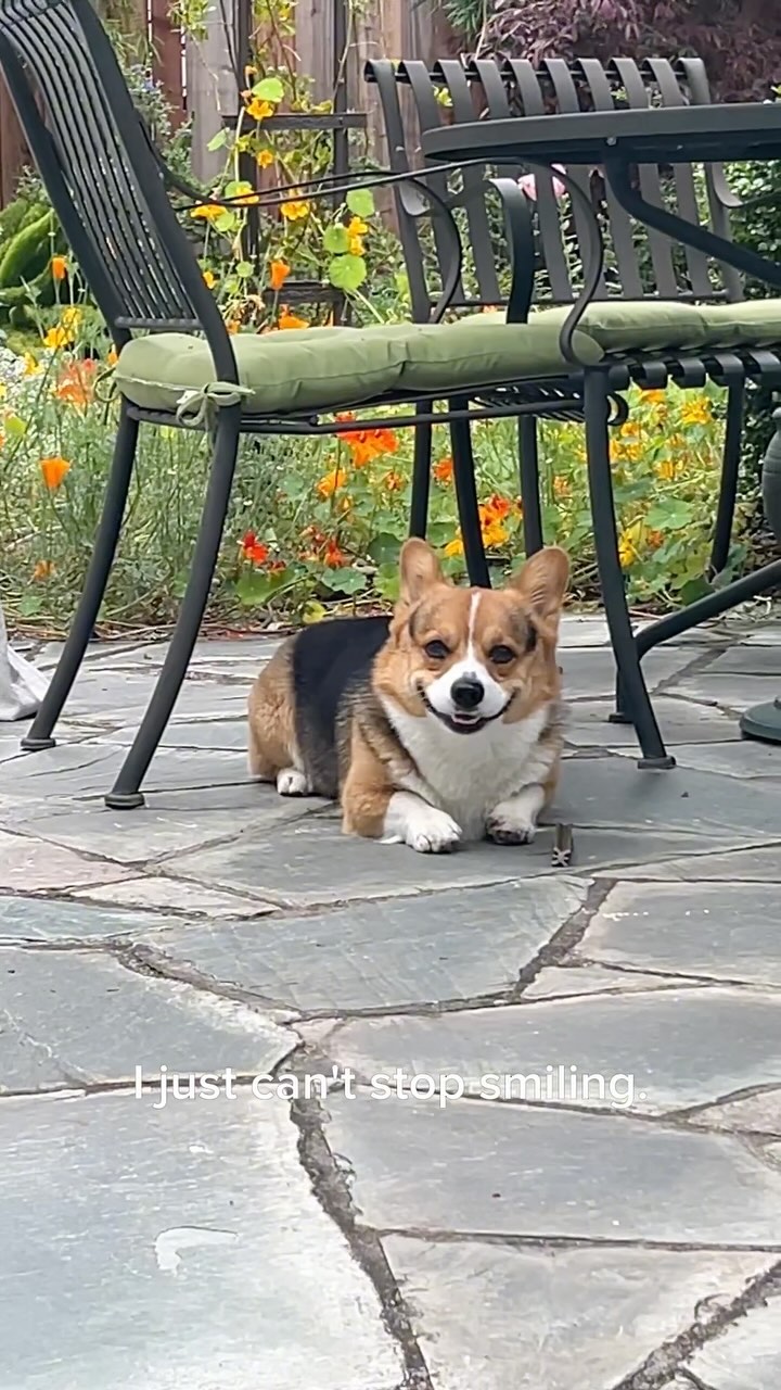 Don’t take my chewy toy!

—-
I’m Milo, the adventurous Corgi from Silicon Valley! 🐶
Dive into my Instagram to catch the 