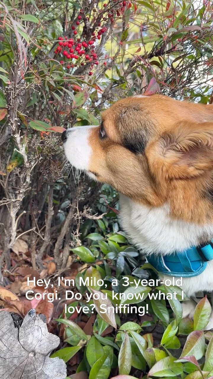 My Sniffing Adventure🌱

—-
I’m Milo, the adventurous Corgi from Silicon Valley! 🐶
Dive into my Instagram to catch the be