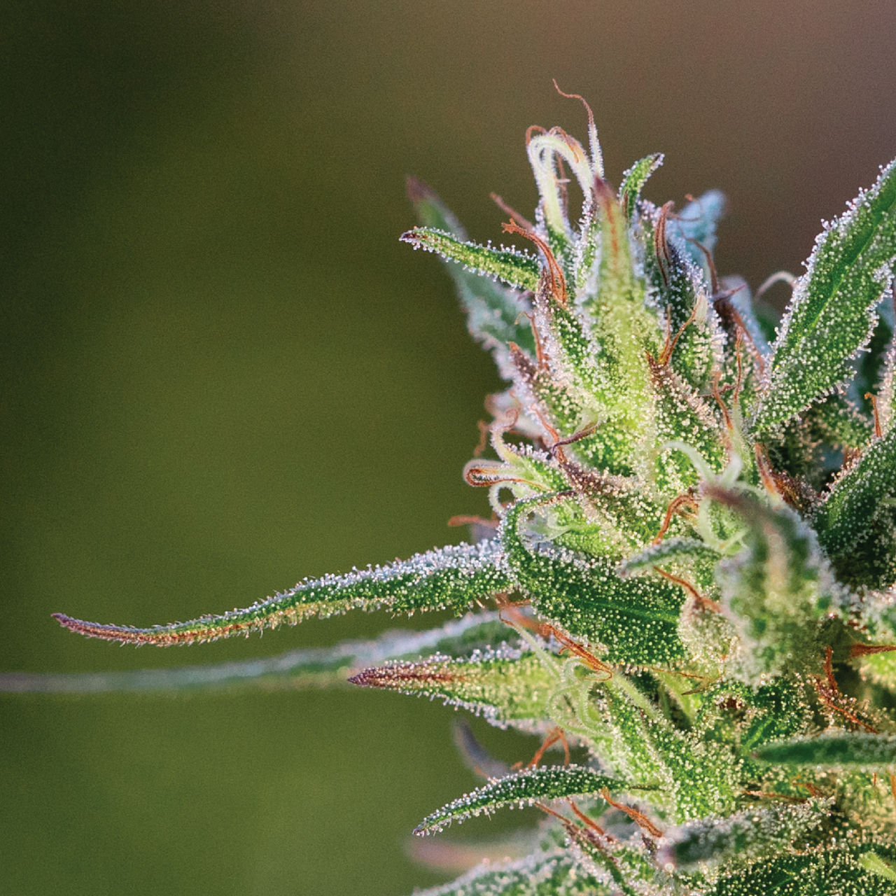 Croptober Harvest thumbnail