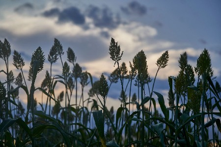 Every seed holds a story of hope. thumbnail