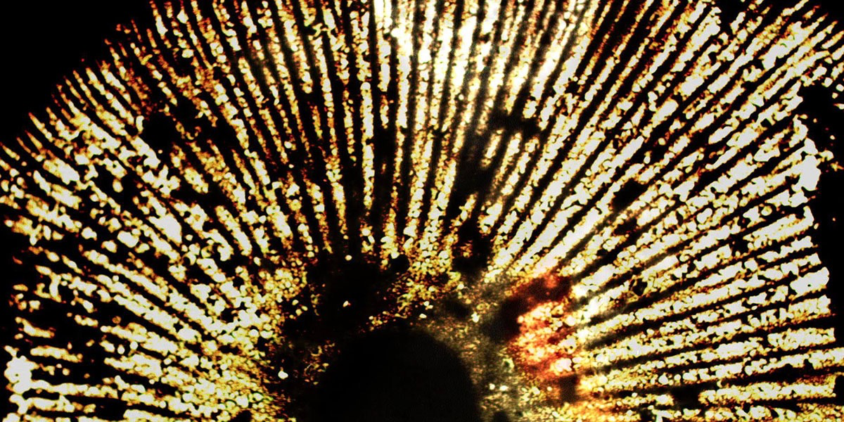 Hybrid Modes of Filmmaking - Free Artist Talk and Workshop with Madi Piller thumbnail