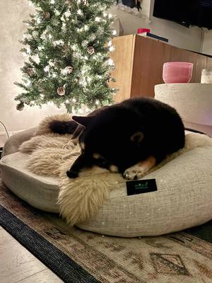 I think he likes it!! @kokotheshiba  @HigherDOSE Shop NEW Infrared PEMF Dog Bed. It’s still on sale for the holidays! 20